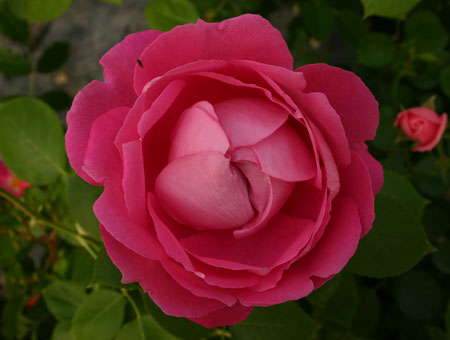 Rose à Parfum de l'Hay