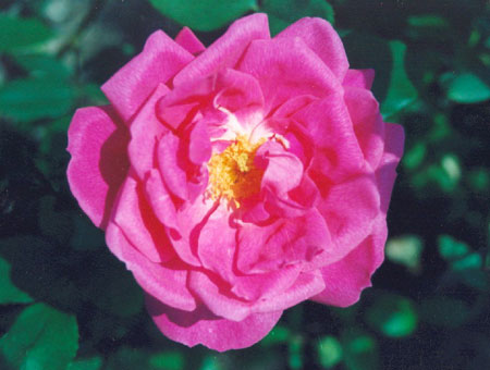 Rosa Adam Messerich