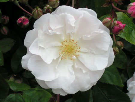 Rosa Adelaide d'Orleans