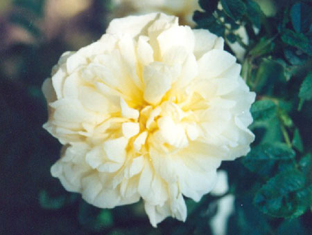 Rosa Agnes