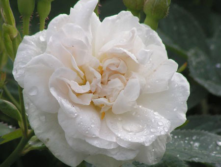 Rosa Alba Maxima