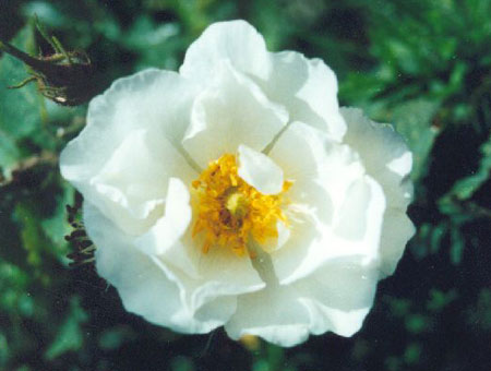 Rosa Alba Semi Plena