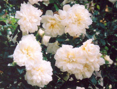 Rosa Alberic Barbier