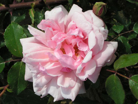 Rosa Albertine