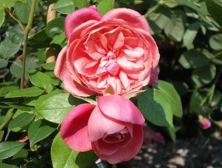 Rosa Archiduc Joseph