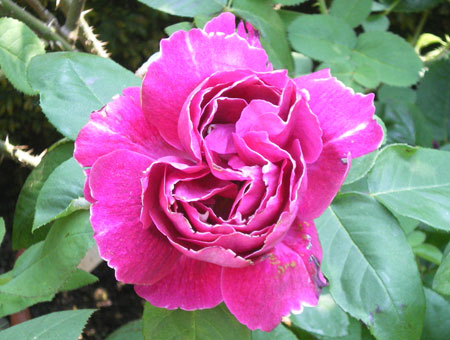 Rosa Baron Girod de l'Ain