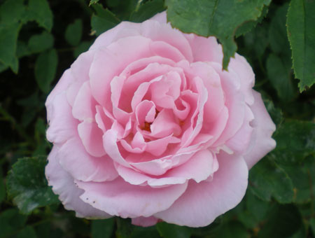 Rosa Baroness Rothschild