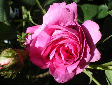 Rosa Belle de Crecy