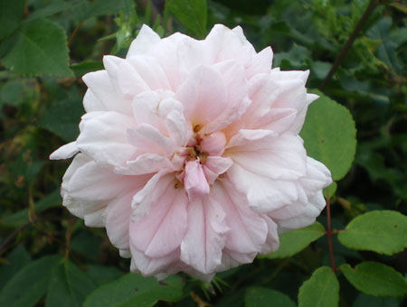 Rosa Bloomfield Abundance