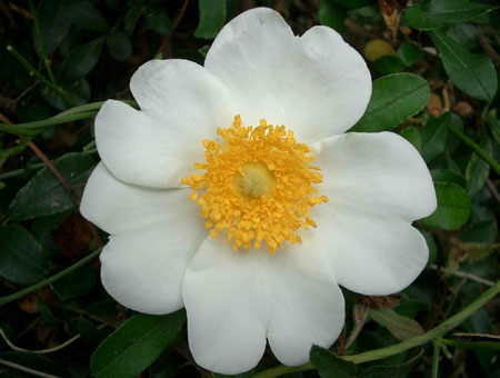 Rosa Bracteata