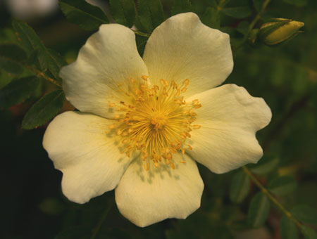 Rosa x Cantabrigiensis