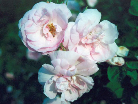 Rosa Celestial