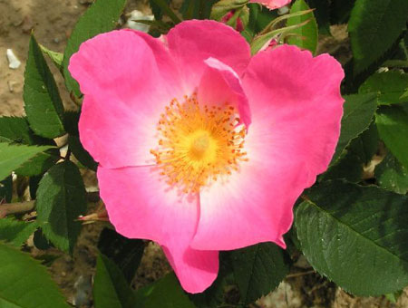 Rosa Complicata