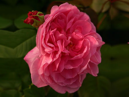 Rosa Comte de Chambord