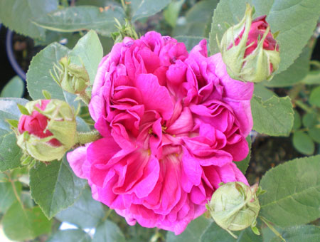 Rose de Rescht