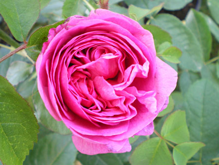 Rose du Roi