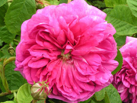 Rosa Duc de Guiche