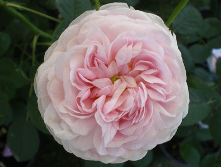 Rosa Duchesse de Montebello