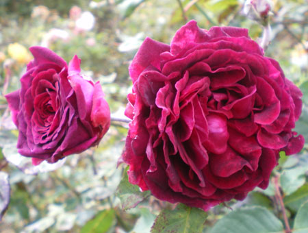 Rosa Empereur du Maroc