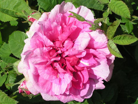 Rosa Empress Josephine