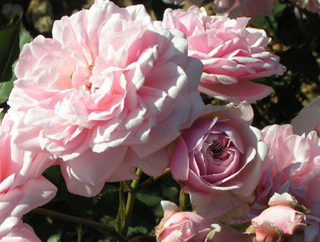 Rosa Felicia