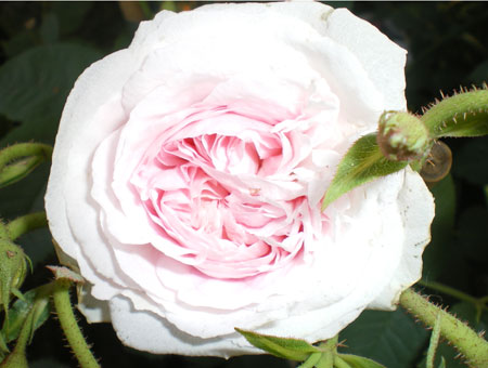 Rosa Felicite Parmentier