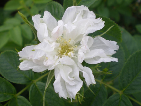 Rosa Fimbriata