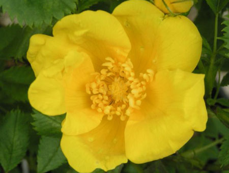 Rosa Foetida