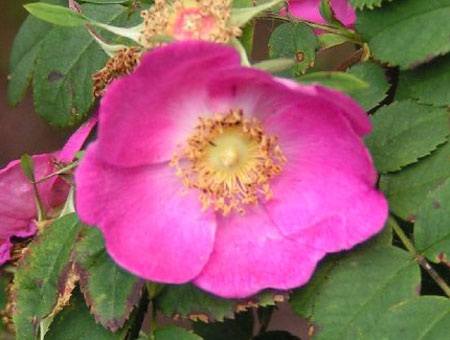 Rosa Forrestiana