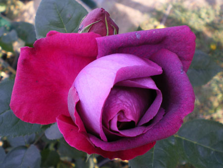 Rosa Gloire de Ducher