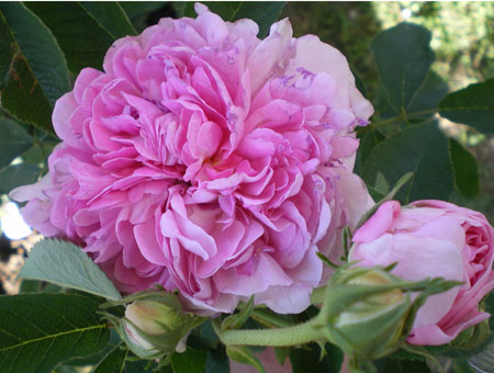 Rosa Gloire de France