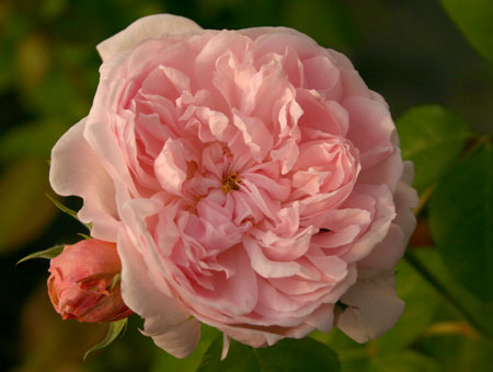 Rosa Jacques Cartier