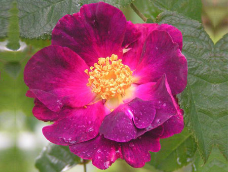 Rosa La Belle Sultane