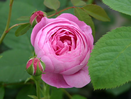 Rosa La Reine Victoria