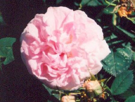 Rosa Maidens Blush