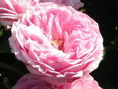 Rosa Mme Ernest Calvat