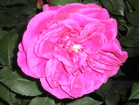 Rosa Mme Isaac Perreire