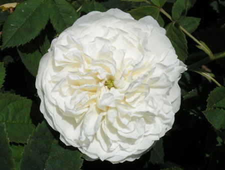 Rosa Mme Legras de St. Germain