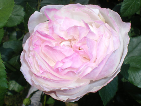 Rosa Mme Pierre Oger