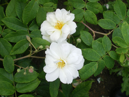 Rosa Moschata 'Autumnalis'