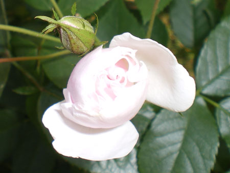 Rosa Moschata 'Nastarana'