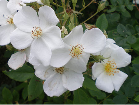 Rosa Moschata