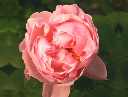 Rosa Mrs. John Laing