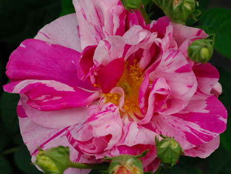 Rosa Mundi