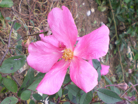 Rosa Mutabilis