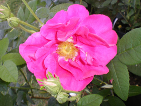 Rosa Officinalis