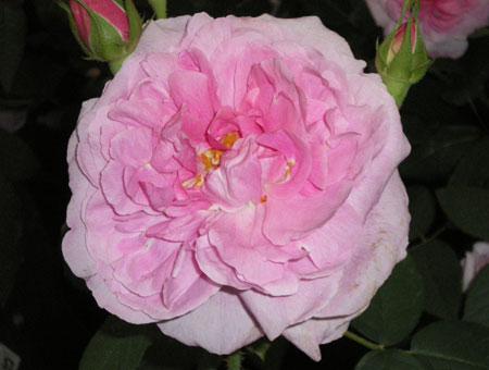 Rosa Paul Neyron