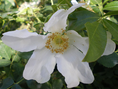 Rosa Paulii