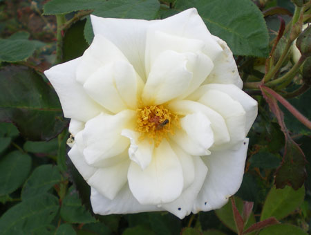 Rosa Pax