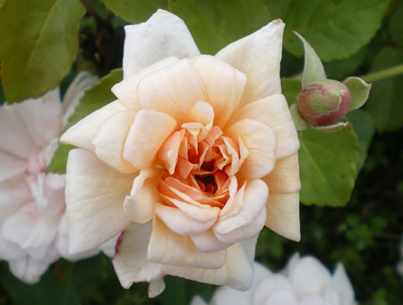 Rosa Perle d'Or